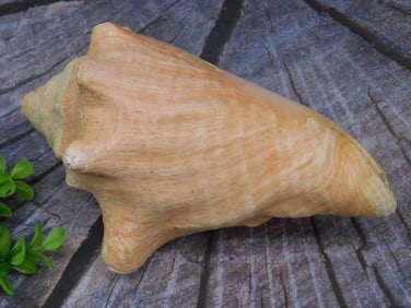 CONCH SHELL