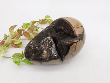 SEPTARIAN DRAGON EGG Rock Stone Lapidary Specimen