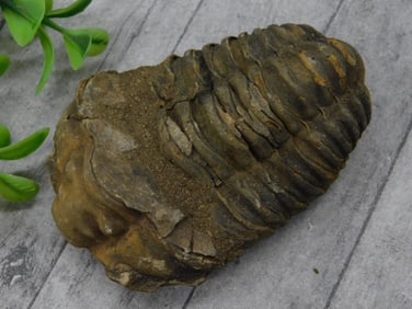 Fossilized Trilobite Specimen with Distinct Shell Features