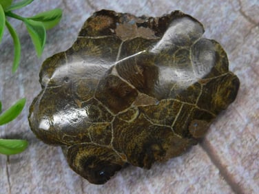 PETOSKEY STONE ROCK STONE LAPIDARY SPECIMEN