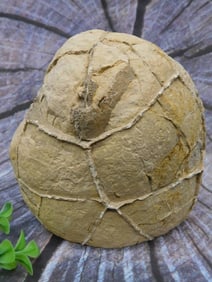 SEPTARIAN ROCK STONE LAPIDARY SPECIMEN