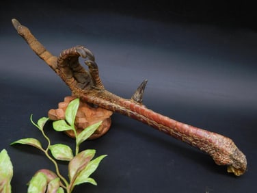 Preserved Bird Claw Mounted on Display Base