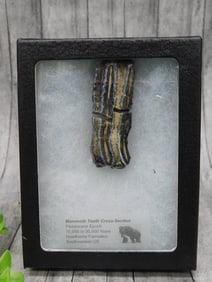Mammoth Tooth Cross Section Fossil Display