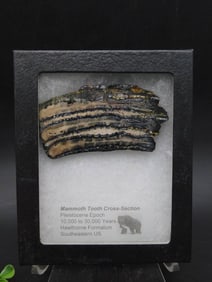Mammoth Tooth Cross-Section Fossil Display