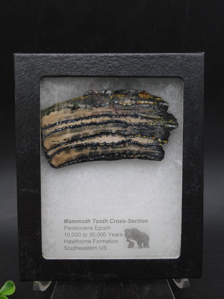 Mammoth Tooth Cross-Section Fossil Display: Mammoth Tooth Cross-Section Fossil Display