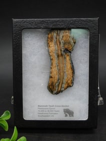 Mammoth Tooth Cross-Section Fossil in Display Case