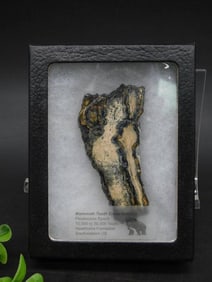 Mammoth Tooth Cross Section Fossil Display
