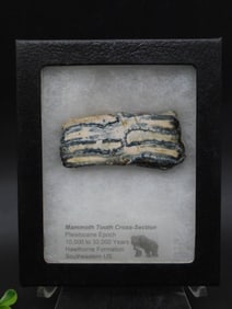 Mammoth Tooth Cross-Section Fossil Display