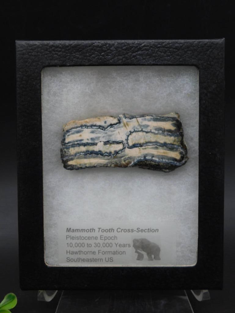 Mammoth Tooth Cross-Section Fossil Display: Mammoth Tooth Cross-Section Fossil Display