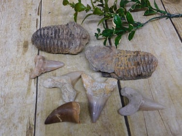 MIXED FOSSIL LOT ROCK STONE LAPIDARY SPECIMEN