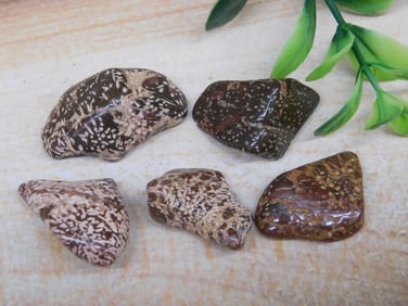 STARBURST JASPER ROCK STONE LAPIDARY SPECIMEN