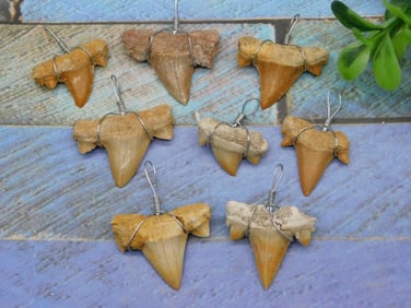 SHARK TEETH PENDANTS ROCK STONE LAPIDARY SPECIMEN