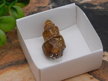 GASTROPOD FOSSIL ROCK STONE LAPIDARY SPECIMEN