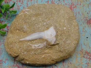 FOSSIL IN MATRIX ROCK STONE LAPIDARY SPECIMEN