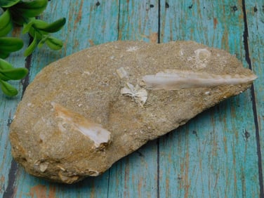 FOSSIL IN MATRIX ROCK STONE LAPIDARY SPECIMEN