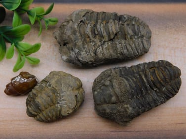 MIXED FOSSIL LOT ROCK STONE LAPIDARY SPECIMEN