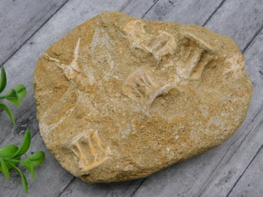 FOSSIL IN MATRIX ROCK STONE LAPIDARY SPECIMEN