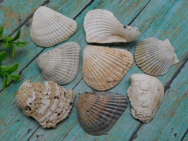 SEA SHELLS