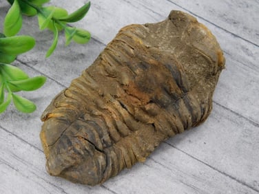 TRILOBITE FOSSIL ROCK STONE LAPIDARY SPECIMEN