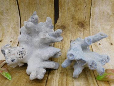 RARE BLUE CORAL ROCK STONE LAPIDARY SPECIMEN