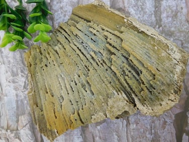 FOSSILIZED CORAL ROCK STONE LAPIDARY SPECIMEN