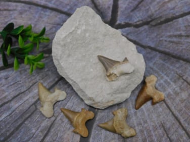 SHARK TEETH ROCK STONE LAPIDARY SPECIMEN