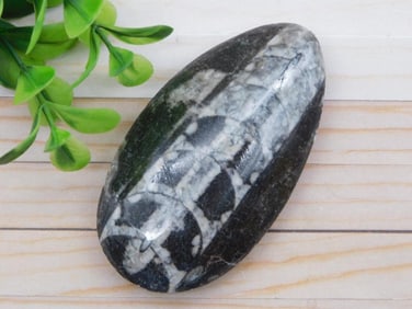 ORTHOCERAS ROCK STONE LAPIDARY SPECIMEN