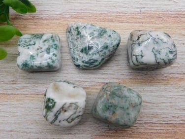 TREE AGATE ROCK STONE LAPIDARY SPECIMEN