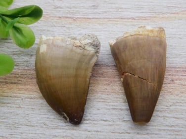 DINOSAUR TEETH ROCK STONE LAPIDARY SPECIMEN