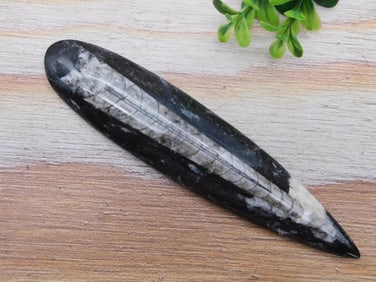 ORTHOCERAS ROCK STONE LAPIDARY SPECIMEN