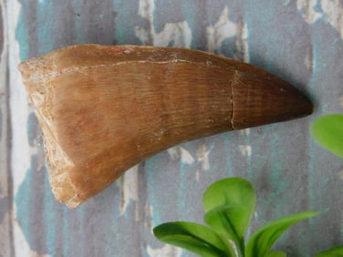 MOSASAUR TOOTH ROCK STONE LAPIDARY SPECIMEN