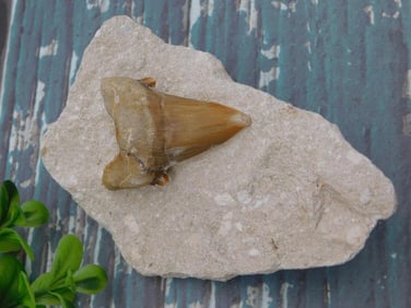 SHARK TOOTH ROCK STONE LAPIDARY SPECIMEN