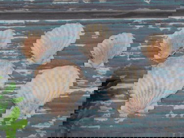 SCALLOP SHELLS