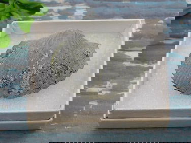 BRACHIOPOD ROCK STONE LAPIDARY SPECIMEN