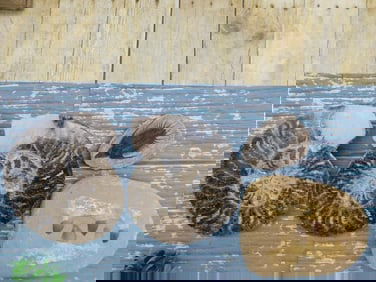 MIXED FOSSIL LOT ROCK STONE LAPIDARY SPECIMEN