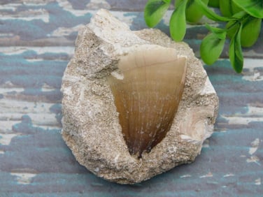 MOSASAUR TOOTH ROCK STONE LAPIDARY SPECIMEN