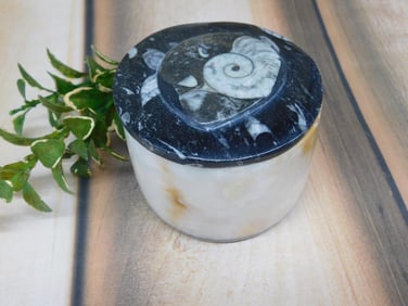 ORTHOCERAS TRINKET BOX ROCK STONE LAPIDARY SPECIMEN