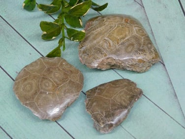 PETOSKEY FOSSILIZED CORAL ROCK STONE LAPIDARY SPECIMEN