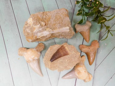 MIXED FOSSIL LOT ROCK STONE LAPIDARY SPECIMEN