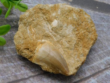MOSASAUR TOOTH ROCK STONE LAPIDARY SPECIMEN