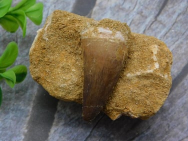 DINOSAUR TOOTH IN MATRIX