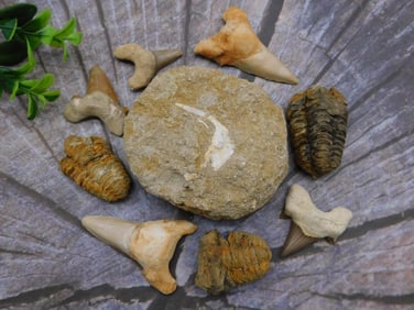 MIXED FOSSIL LOT ROCK STONE LAPIDARY SPECIMEN