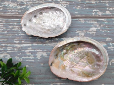 ABALONE SHELL
