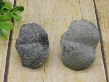 BRACHIOPOD ROCK STONE LAPIDARY SPECIMEN