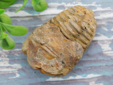 TRILOBITE ROCK STONE LAPIDARY SPECIMEN