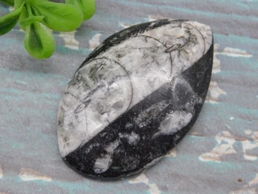 ORTHOCERAS ROCK STONE LAPIDARY SPECIMEN