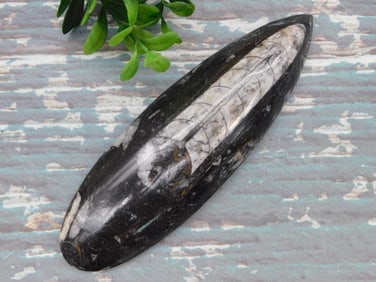 ORTHOCERAS ROCK STONE LAPIDARY SPECIMEN