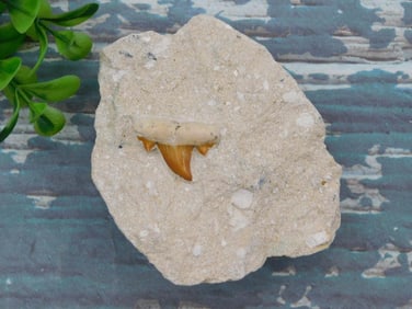 SHARK TOOTH IN MATRIX ROCK STONE LAPIDARY SPECIMEN