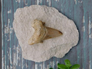 SHARK TOOTH IN MATRIX ROCK STONE LAPIDARY SPECIMEN