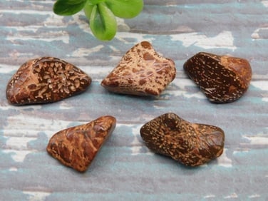 STARBURST JASPER ROCK STONE LAPIDARY SPECIMEN